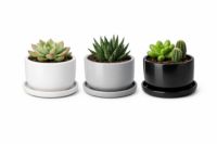 Ceramic Succulent Pot Set
