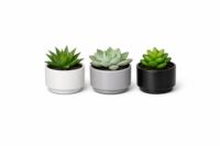 Mini Succulent Trio
